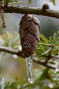 Preview wallpaper pine cone, icicle, ice, macro