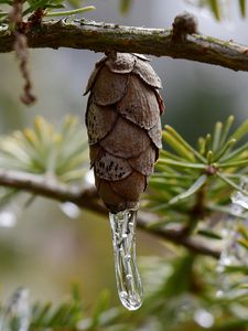 Preview wallpaper pine cone, icicle, ice, macro