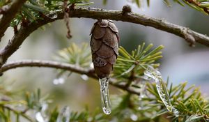 Preview wallpaper pine cone, icicle, ice, macro