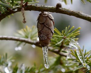 Preview wallpaper pine cone, icicle, ice, macro