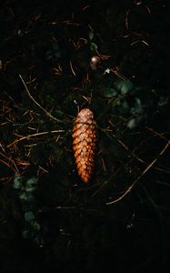 Preview wallpaper pine cone, leaves, grass, macro