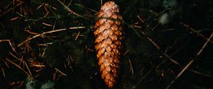 Preview wallpaper pine cone, leaves, grass, macro
