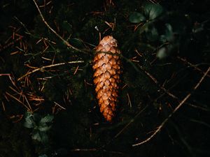 Preview wallpaper pine cone, leaves, grass, macro