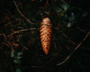 Preview wallpaper pine cone, leaves, grass, macro