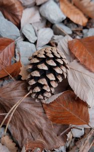 Preview wallpaper pine cone, leaves, needles, macro