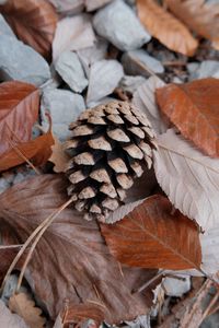 Preview wallpaper pine cone, leaves, needles, macro
