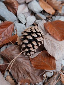 Preview wallpaper pine cone, leaves, needles, macro