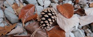 Preview wallpaper pine cone, leaves, needles, macro