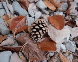 Preview wallpaper pine cone, leaves, needles, macro