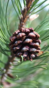 Preview wallpaper pine cone, pine, branch