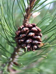 Preview wallpaper pine cone, pine, branch