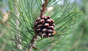 Preview wallpaper pine cone, pine, branch