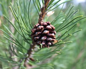 Preview wallpaper pine cone, pine, branch