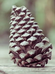 Preview wallpaper pine cone, shape, cone