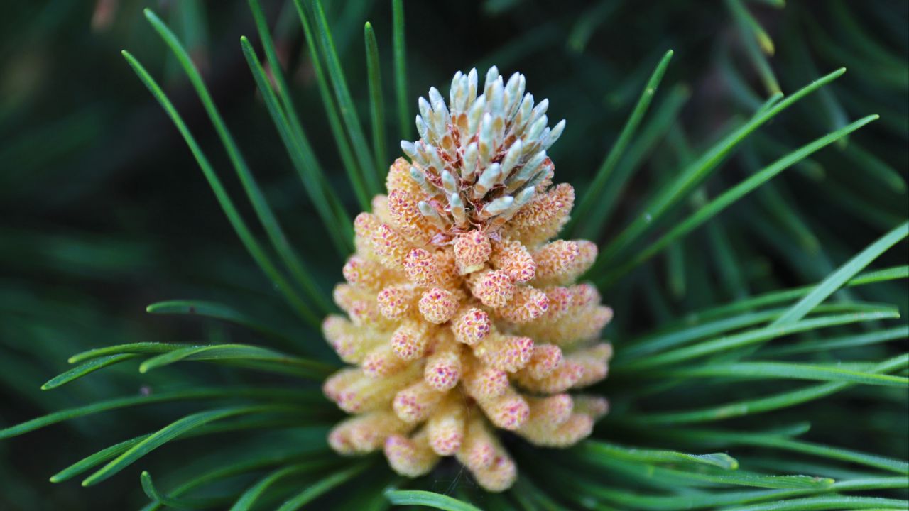 Wallpaper pine cone, spruce, needles, macro, nature