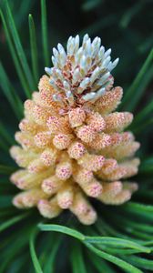 Preview wallpaper pine cone, spruce, needles, macro, nature