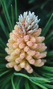 Preview wallpaper pine cone, spruce, needles, macro, nature