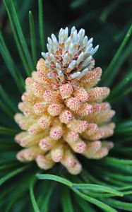 Preview wallpaper pine cone, spruce, needles, macro, nature