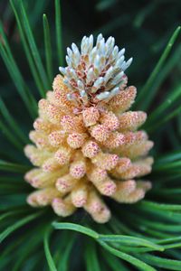 Preview wallpaper pine cone, spruce, needles, macro, nature