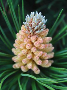 Preview wallpaper pine cone, spruce, needles, macro, nature