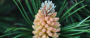 Preview wallpaper pine cone, spruce, needles, macro, nature