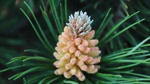 Preview wallpaper pine cone, spruce, needles, macro, nature
