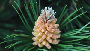 Preview wallpaper pine cone, spruce, needles, macro, nature