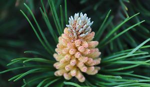 Preview wallpaper pine cone, spruce, needles, macro, nature