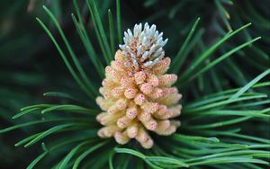 Preview wallpaper pine cone, spruce, needles, macro, nature