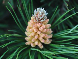 Preview wallpaper pine cone, spruce, needles, macro, nature