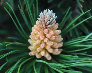Preview wallpaper pine cone, spruce, needles, macro, nature