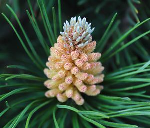 Preview wallpaper pine cone, spruce, needles, macro, nature
