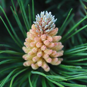 Preview wallpaper pine cone, spruce, needles, macro, nature