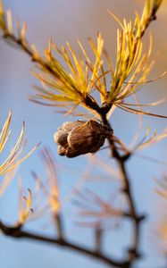 Preview wallpaper pine cone, tree, needles, macro