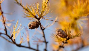 Preview wallpaper pine cone, tree, needles, macro