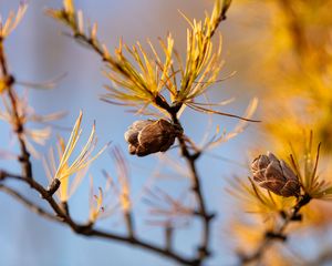 Preview wallpaper pine cone, tree, needles, macro