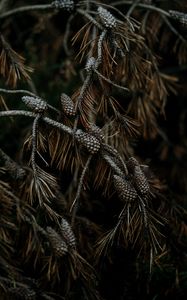 Preview wallpaper pine, cones, branches, needles, tree