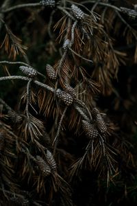 Preview wallpaper pine, cones, branches, needles, tree