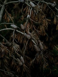 Preview wallpaper pine, cones, branches, needles, tree