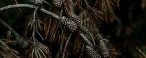 Preview wallpaper pine, cones, branches, needles, tree