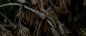 Preview wallpaper pine, cones, branches, needles, tree