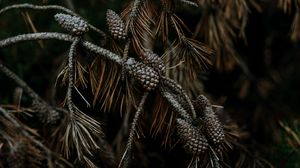 Preview wallpaper pine, cones, branches, needles, tree