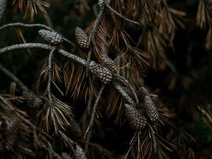 Preview wallpaper pine, cones, branches, needles, tree