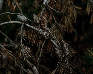 Preview wallpaper pine, cones, branches, needles, tree