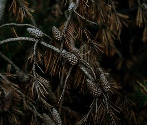 Preview wallpaper pine, cones, branches, needles, tree