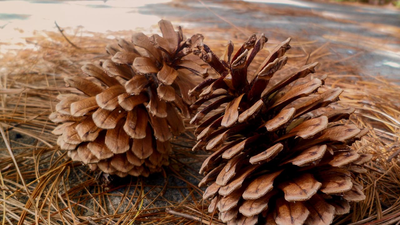 Wallpaper pine, cones, needles