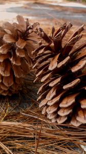 Preview wallpaper pine, cones, needles