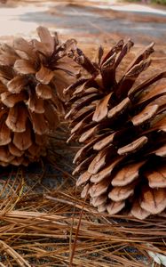 Preview wallpaper pine, cones, needles