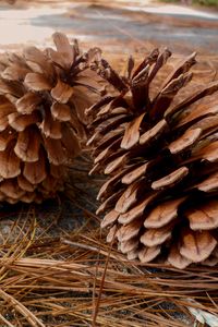 Preview wallpaper pine, cones, needles