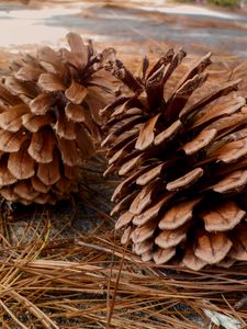 Preview wallpaper pine, cones, needles